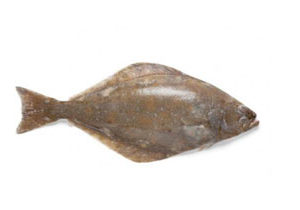 Groundfish